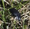 Silpha sp.